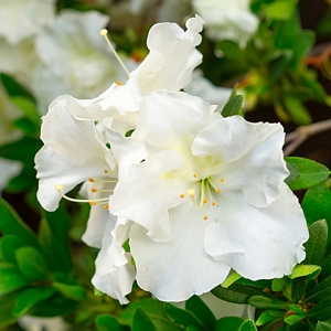 Azalea Gumpo White